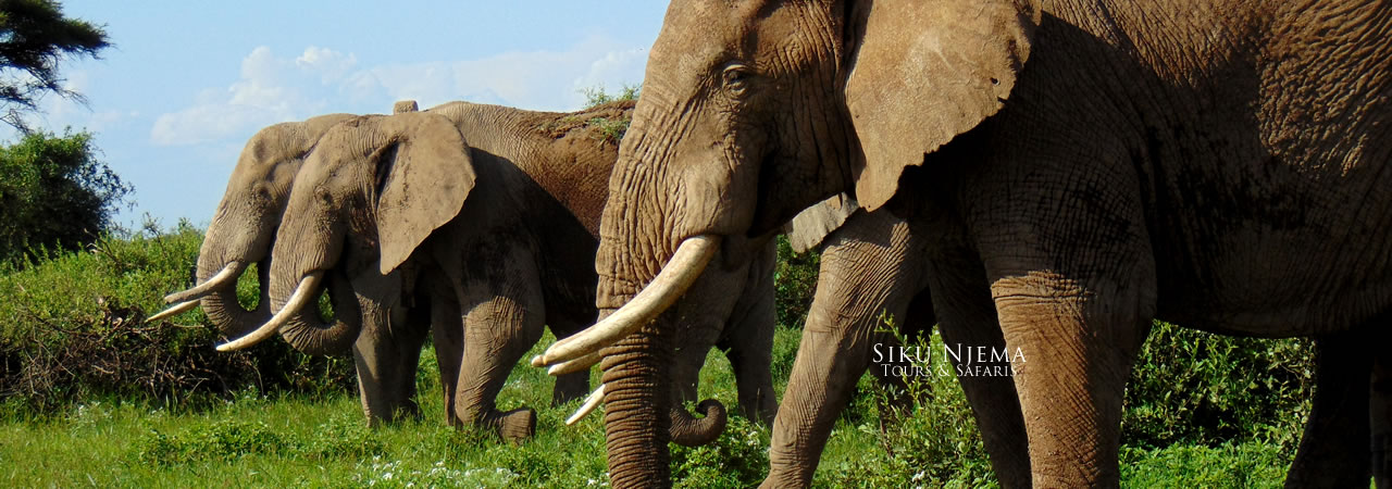 5 Days Amboseli, Lake Nakuru and Masai Mara Safari
